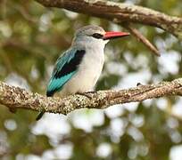 Woodland Kingfisher