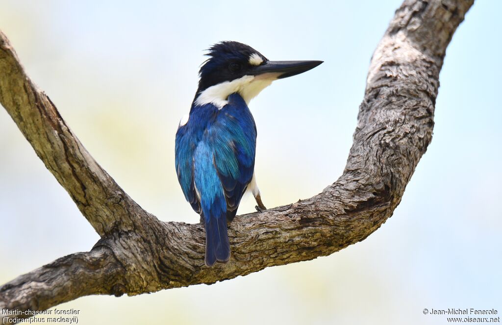 Forest Kingfisher