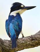 Forest Kingfisher