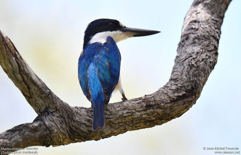 Forest Kingfisher