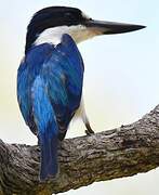 Forest Kingfisher