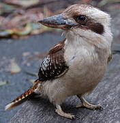 Laughing Kookaburra