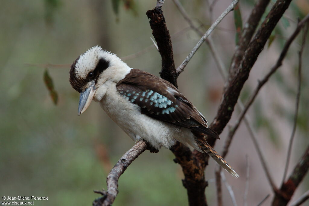 Laughing Kookaburra