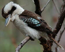 Laughing Kookaburra