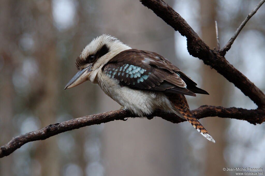 Laughing Kookaburra