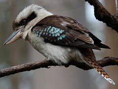 Laughing Kookaburra