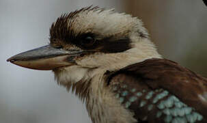 Laughing Kookaburra