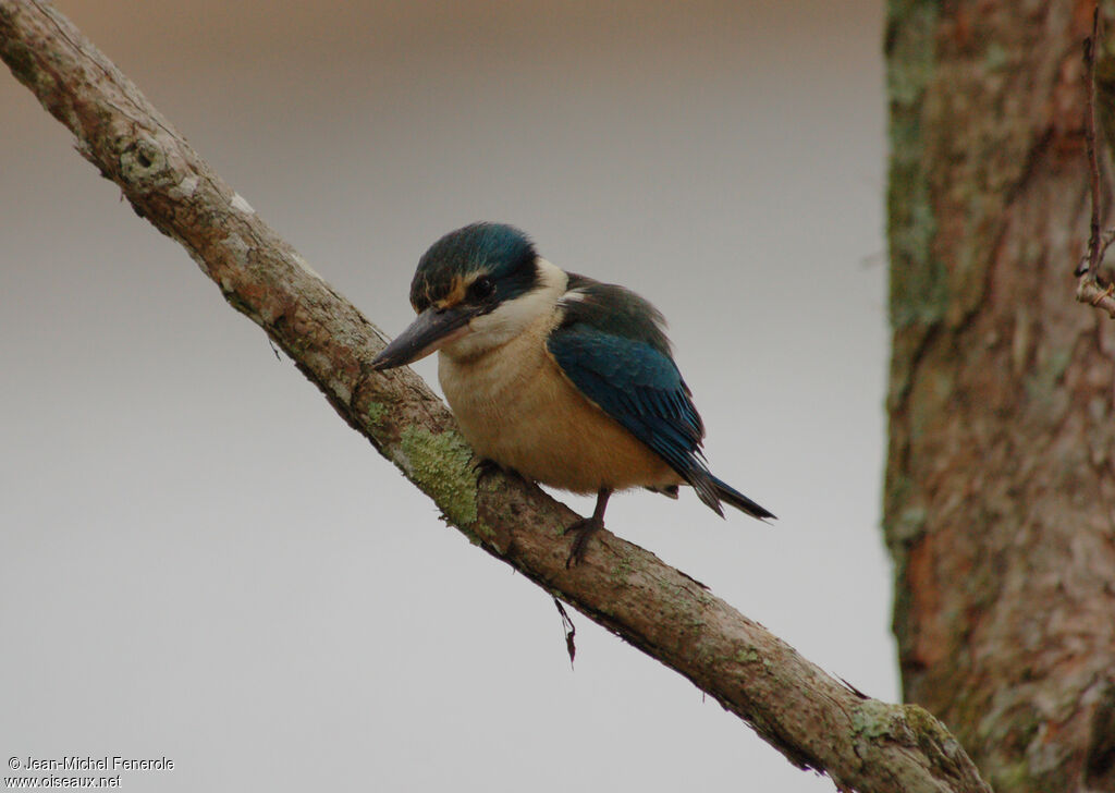 Sacred Kingfisher