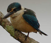 Sacred Kingfisher