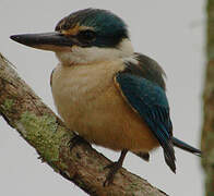 Sacred Kingfisher