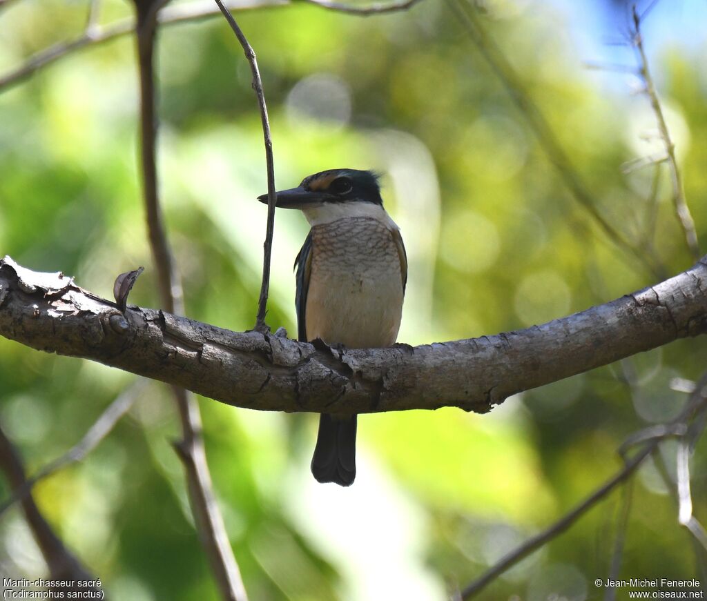 Sacred Kingfisherimmature