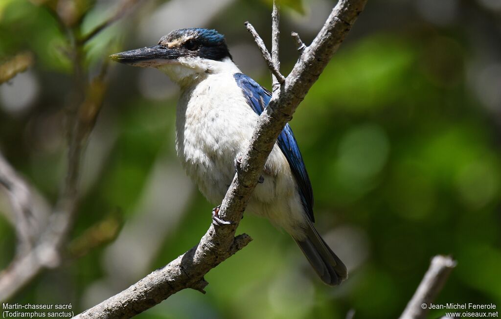 Sacred Kingfisher