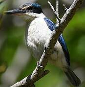 Sacred Kingfisher