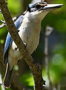 Sacred Kingfisher