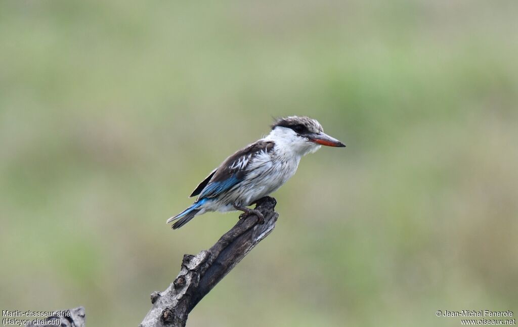 Striped Kingfisher