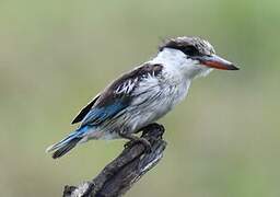 Striped Kingfisher