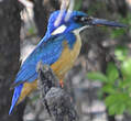 Martin-pêcheur à demi-collier