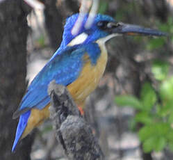 Martin-pêcheur à demi-collier