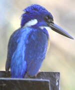 Half-collared Kingfisher