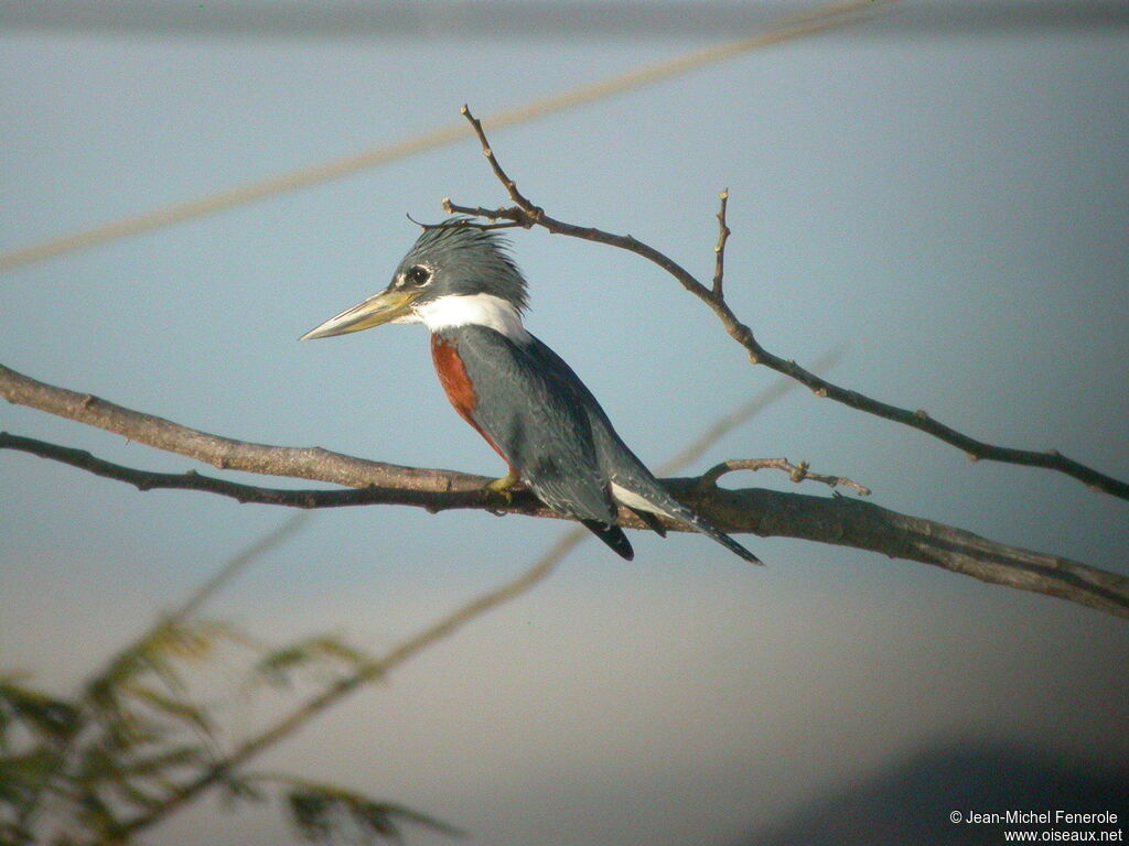 Ringed Kingfisher