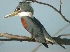 Ringed Kingfisher