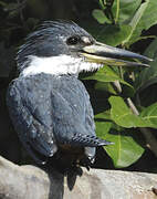 Ringed Kingfisher