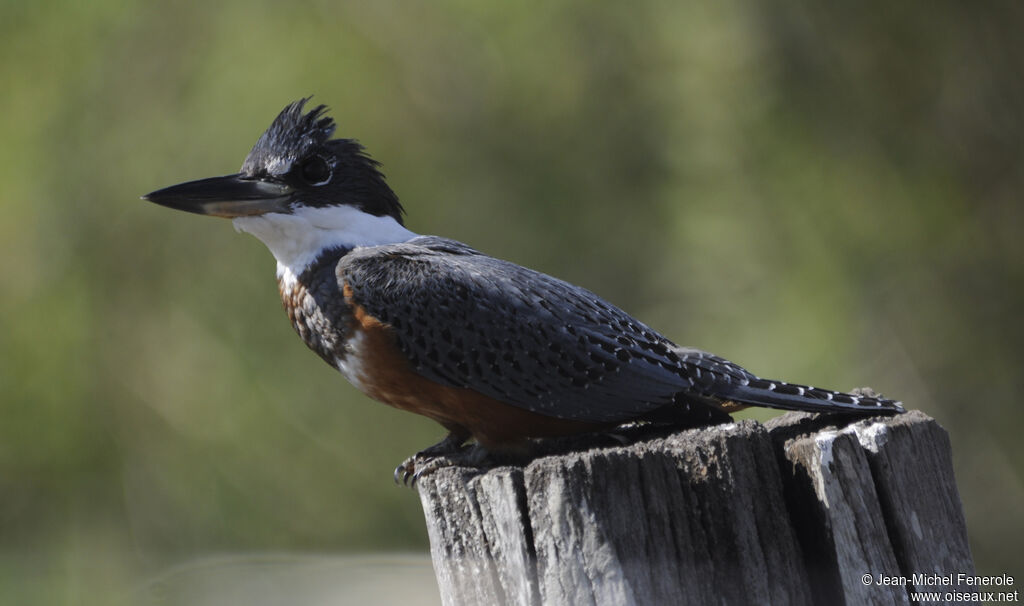 Ringed Kingfisher