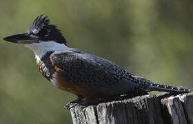 Ringed Kingfisher