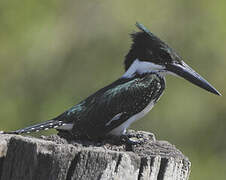 Martin-pêcheur d'Amazonie