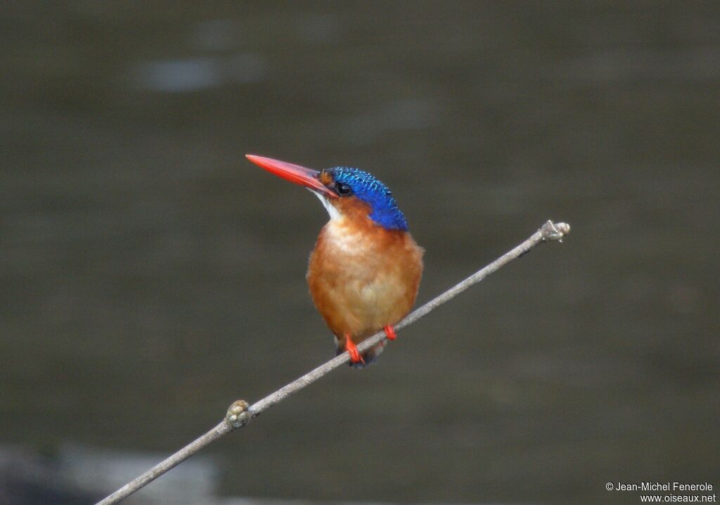 Malachite Kingfisher (thomensis)