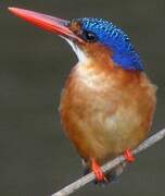 Malachite Kingfisher (thomensis)