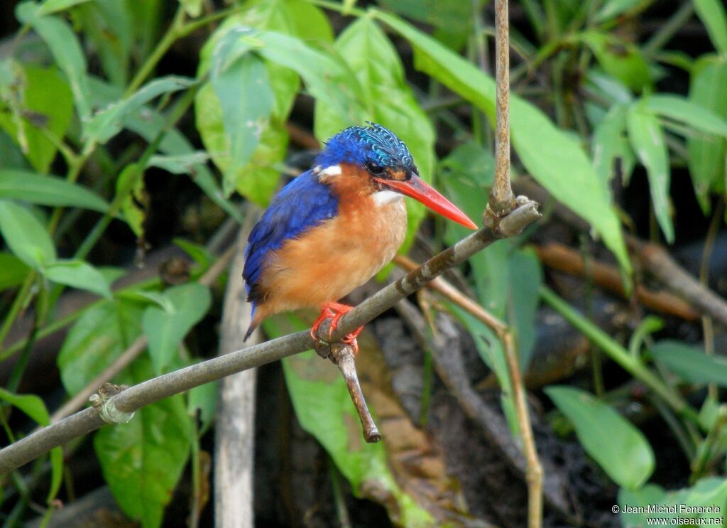 Malachite Kingfisher (thomensis)