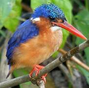 Malachite Kingfisher (thomensis)