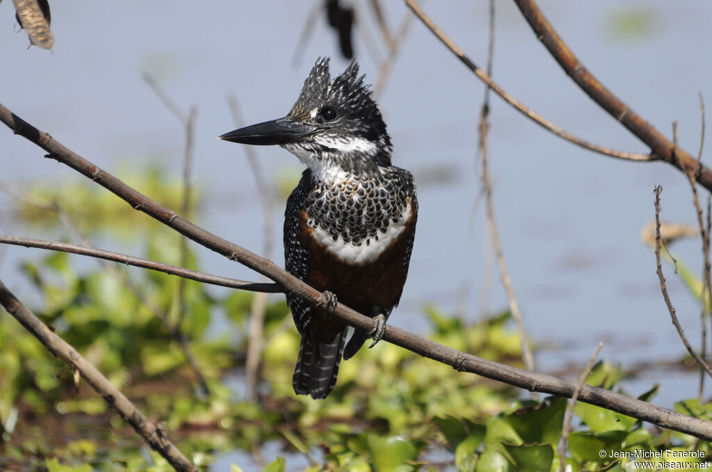 Giant Kingfisher