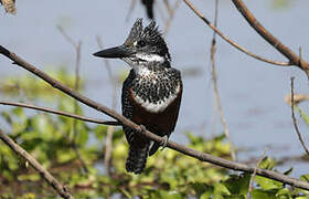 Giant Kingfisher