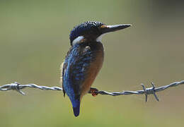 Malachite Kingfisher