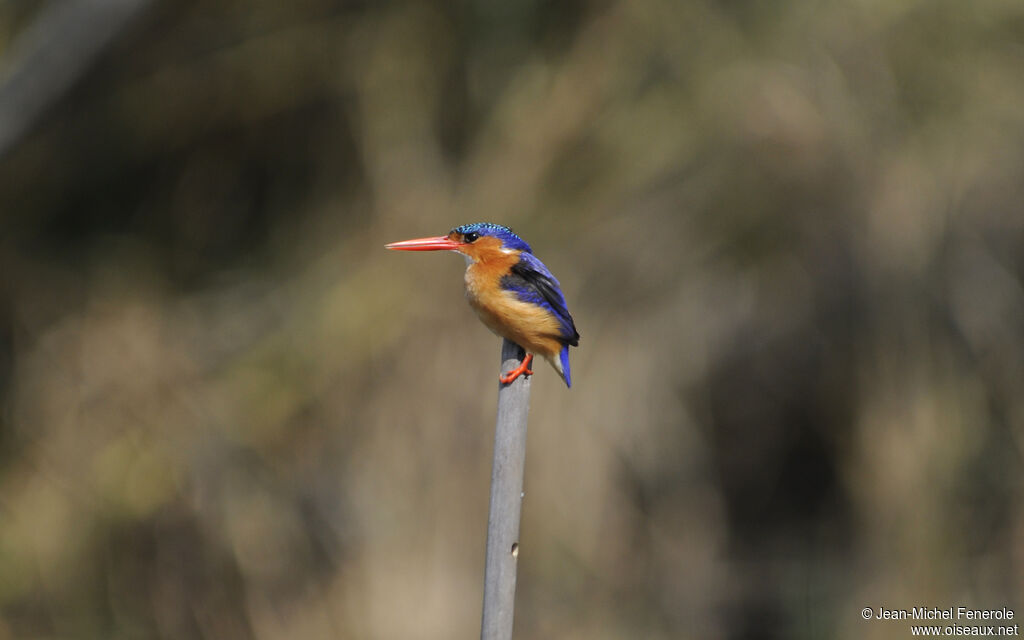 Malachite Kingfisher