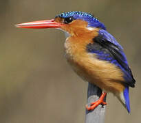 Malachite Kingfisher