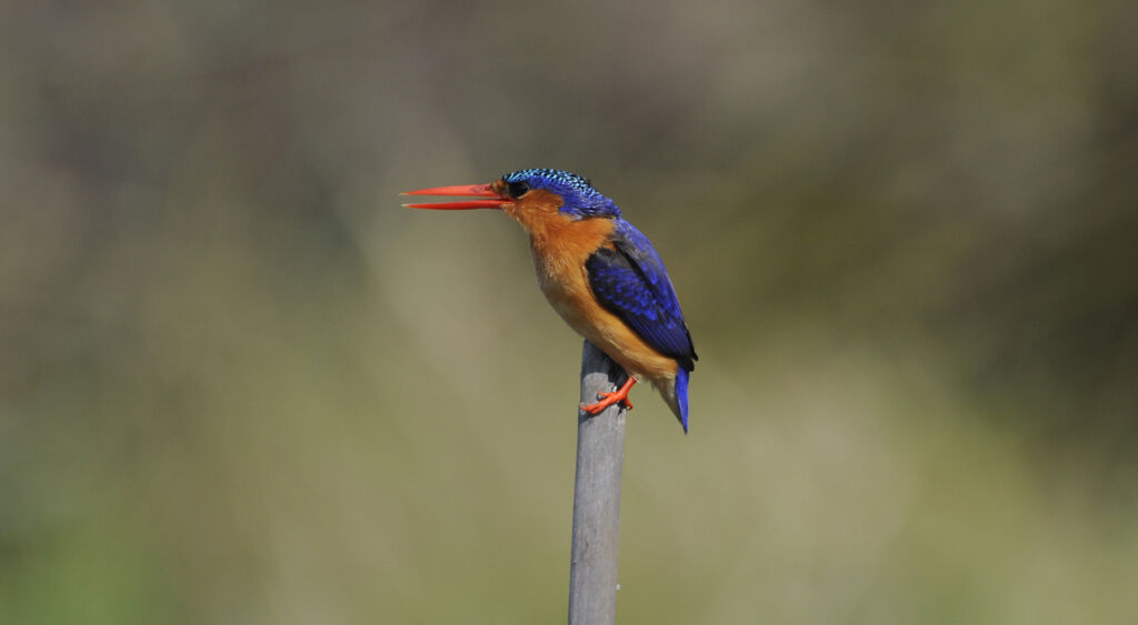 Malachite Kingfisher