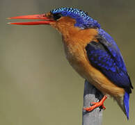 Malachite Kingfisher