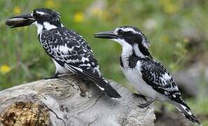 Pied Kingfisher