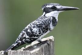 Pied Kingfisher