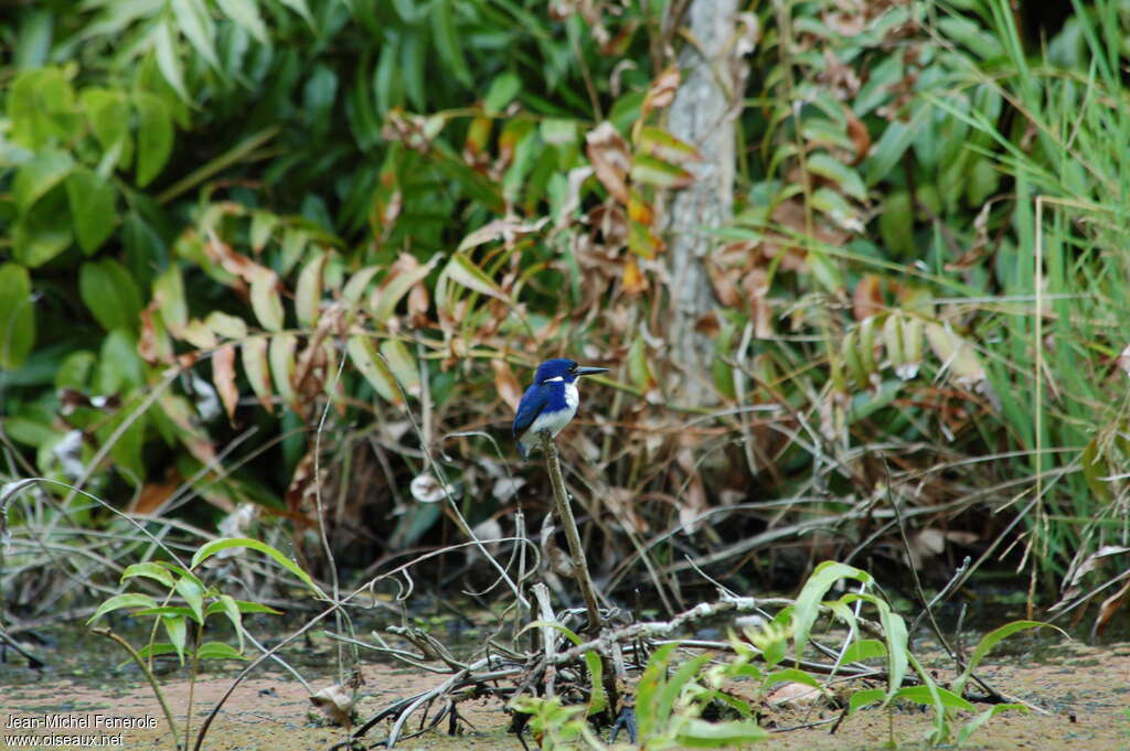 Little Kingfisheradult