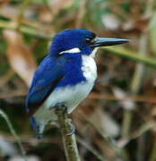 Martin-pêcheur poucet