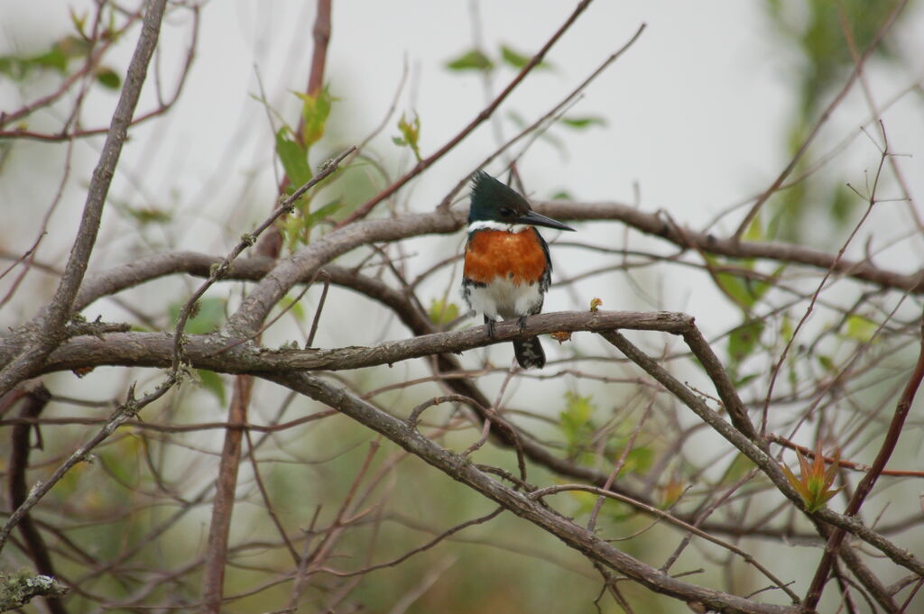 Green Kingfisher