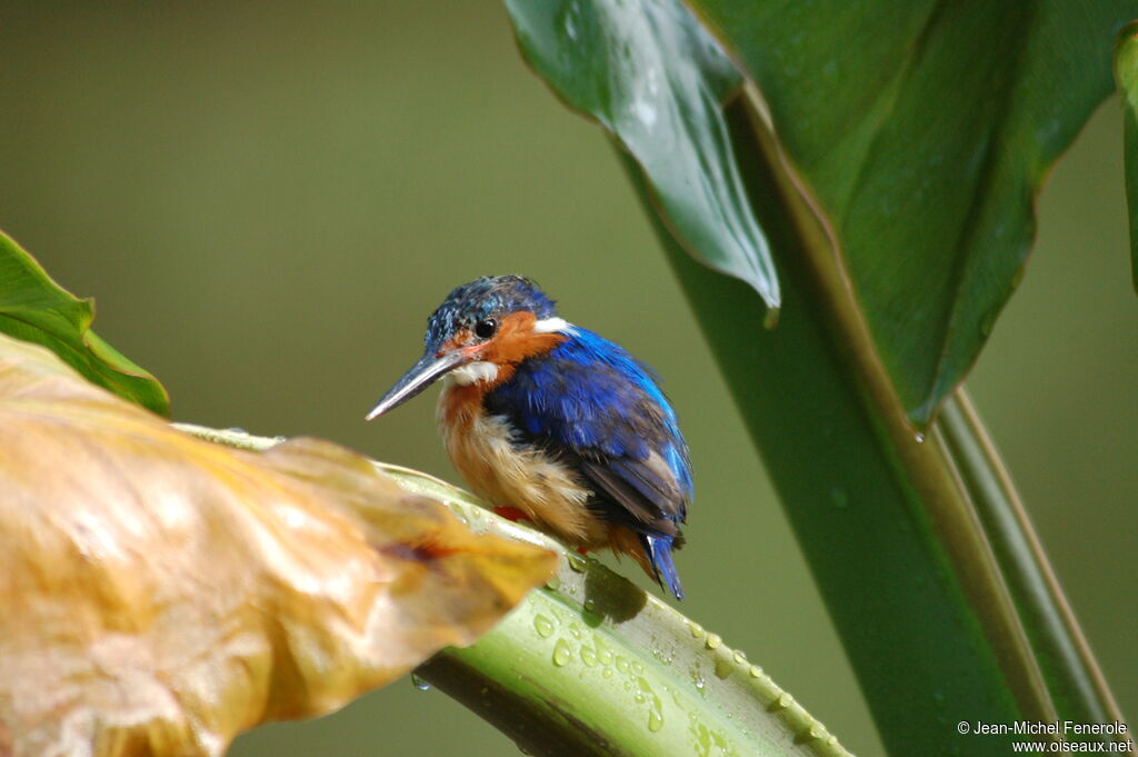 Malagasy Kingfisheradult