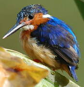 Malagasy Kingfisher