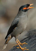 Bank Myna