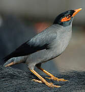 Bank Myna