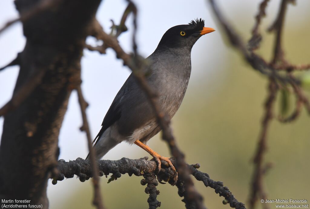 Jungle Myna